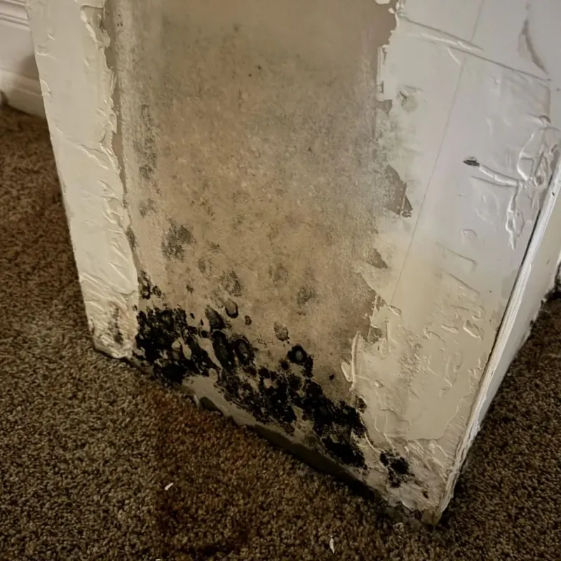 Professional Mold Removal in Crump, TN